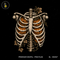 Skeleton Ribcage Pumpkins Anatomy Halloween Estampa