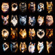 Pacote Cats