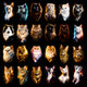 Pacote Cats