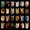 Pacote Cats