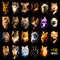 Pacote Cats